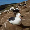 Son nid est un **monticule de terre, surmonté d'une coupelle** qui accueille l'**œuf unique**. Ce nid peut atteindre un mètre.