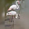 Il est **plus grand que la Cigogne** blanche.