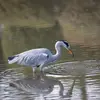 Le héron cendré se nourrit surtout de **poissons** mais aussi de **rongeurs** et autres proies terrestres.