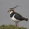 En **plumage internuptial**, L'**avant du cou et le menton sont blancs**, il y a un peu de **roux** au niveau de la tête et des **liserés chamois** sur le dessus du corps.