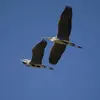 Il est **sédentaire** et parfois **migrateur partiel**.