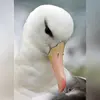 Il possède une **glande de dessalage** de l'eau de mer, rejetant ainsi le sel par les narines. Cela lui permet de **boire l'eau de mer**.