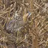 Le Butor étoilé vit dans les **zones humides**, caché dans les **roselières** denses, parfaitement **camouflé** !
