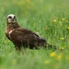 La femelle est plutôt **brun sombre** avec la **calotte et le cou clairs** et un **bandeau brun sombre sur l'œil**. Son plumage est **variable**, mais présente souvent **une zone claire** à l'avant des ailes.