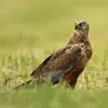 Le Busard des roseaux est un rapace de taille moyenne, **un peu plus petit que le balbuzard pêcheur** et **un peu plus grand que la buse variable**.