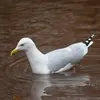 Il a le dessus **gris pâle**, proche de la Mouette rieuse.