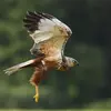 Le dessous de ses ailes est **clair avec le bout des ailes noir** et le **ventre brun roux**.