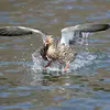 Comme tous les canards de surface, il **s'envole sans courir sur l'eau**.