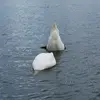 Il plonge la **tête sous l'eau** et **tend le cou** en profondeur…