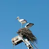 La Cigogne blanche est plutôt **familière** si on ne l'effraie pas. Elle niche souvent près des hommes.