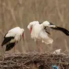 On entend principalement la Cigogne blanche lors de la **reproduction** lorsque les adultes **au nid se saluent mutuellement**.