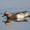 On ne peut confondre le **mâle en plumage nuptial chez la Sarcelle d'été**, car il a la **tête sombre** avec une **demi-lune blanche au-dessus de l'œil** qui descend dans la nuque.