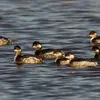 Le Grèbe à cou noir vit **souvent en colonie**, parfois en compagnie de la **mouette rieuse**, surtout en hiver.