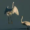 On entend peu l'Aigrette garzette sauf **en colonie** où elle est **plus bavarde** pour défendre son territoire.
