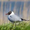 En plumage nuptial, on la reconnaît à son **capuchon chocolat** (qui ne couvre pas la nuque)…