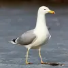 Il ressemble aussi au **Goéland pontique**. Mais ce dernier a la silhouette **plus dressée, la poitrine bombée** et de **longues pattes**.