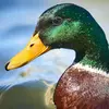 En **plumage nuptial**, le mâle a la **tête vert bouteille** avec un **collier blanc** et le **bec jaune**…