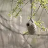 La Rémiz penduline vit dans les **feuillus au bord des cours d'eau et des lacs**.
