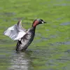 Il vole **très peu**. On le voit **sur l'eau la plupart du temps**.