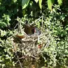 La gallinule poule-d'eau installe son **nid** dans la **végétation dense**.