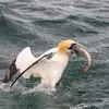 Le Fou de Bassan capture ses proies **en mer, en plongeant**, seul ou en groupe **après avoir repéré un banc de poissons**.