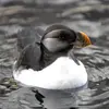 Le **juvénile** ressemble à l'**adulte internuptial** (joues grises, gris sombre autour de l'œil sans excroissance), mais avec le **bec bien plus petit et plus sombre**.