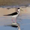 Elle a un plumage **noir sur le dessus et blanc sur le dessous** du corps.