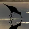 Elle se nourrit facilement la nuit grâce à une **bonne vision nocturne**.