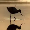 Elle est active surtout **à l'aube, au crépuscule et parfois au clair de lune**.