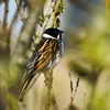 Son plumage est **brun, blanc et chamois** avec des rayures sombres.