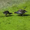 La Gallinule poule d'eau est une espèce **commune** que l'on trouve sur les **petits lacs, étangs, mares**, cours d'eau à **végétation dense**.