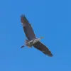 L'**envergure de ses ailes** peut aller jusqu'à **presque 2 m**.