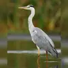 Le dessus du corps est **gris**.