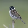 Le **mâle** en **plumage nuptial** a la tête et la gorge **noires** avec un large **collier blanc** et une petite **moustache blanche**.