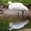 La Spatule blanche **ressemble à une cigogne**, mais on la reconnaît à son **bec en forme de spatule**.