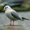 En **plumage d'hiver** (internuptial), elle perd son capuchon et ne garde que **quelques taches sombres**…