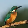 Les juvéniles ont le plumage **plus terne et plus vert** avec des **pattes grisâtres** au lieu de rougeâtres.