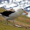 L'Albatros à sourcils noirs est un immense oiseau, **plus grand qu'un Fou de Bassan**.