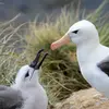 Les **juvéniles** ont un bec **plutôt gris à bout noir**, le dessous de leurs ailes est **sombre** et parfois, ils ont un **léger collier gris**.