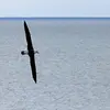 Les ailes sont **immenses et étroites** avec une **queue courte**.