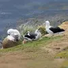 Il ne **se reproduit** pas en Europe, mais **dans l'hémisphère sud**, notamment sur les **îles Kerguelen**, dans l'océan Indien.