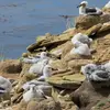 Les colonies s'installent sur les **parties les plus venteuses** des îles pour s'envoler facilement.