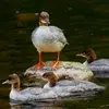 Le **juvénile** ressemble à la femelle avec une **huppe plus courte**, des **marques faciales**, le bec plus terne et l'**absence de démarcation nette** sur la gorge.