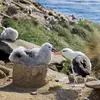 L'Albatros à sourcils noirs se reproduit **de septembre à novembre**, en **dehors de l'Europe**, souvent sur des **îles** (îles malouines, Kerguelen).