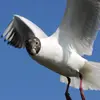 Il faut **2 ans** à la mouette rieuse pour avoir son **plumage adulte**.