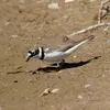 Lorsqu'il cherche sa nourriture, il chasse à vue. Il **court, s'arrête, se penche et picore**...
