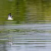 Il vole **proche de la surface** avec des **coups d'ailes nerveux**.