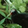 Les poussins ressemblent à ceux de la Foulque macroule, ils sont **noirs à bec rouge**, mais **sans collerette**.