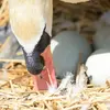 Cela **favorise l'incubation des œufs** et permettrait de **conserver la chaleur au nid** quand la femelle s'absente.