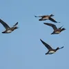 Chez le Canard siffleur, les **couples** se forment **dès l'arrivée sur la zone d'hivernage**.